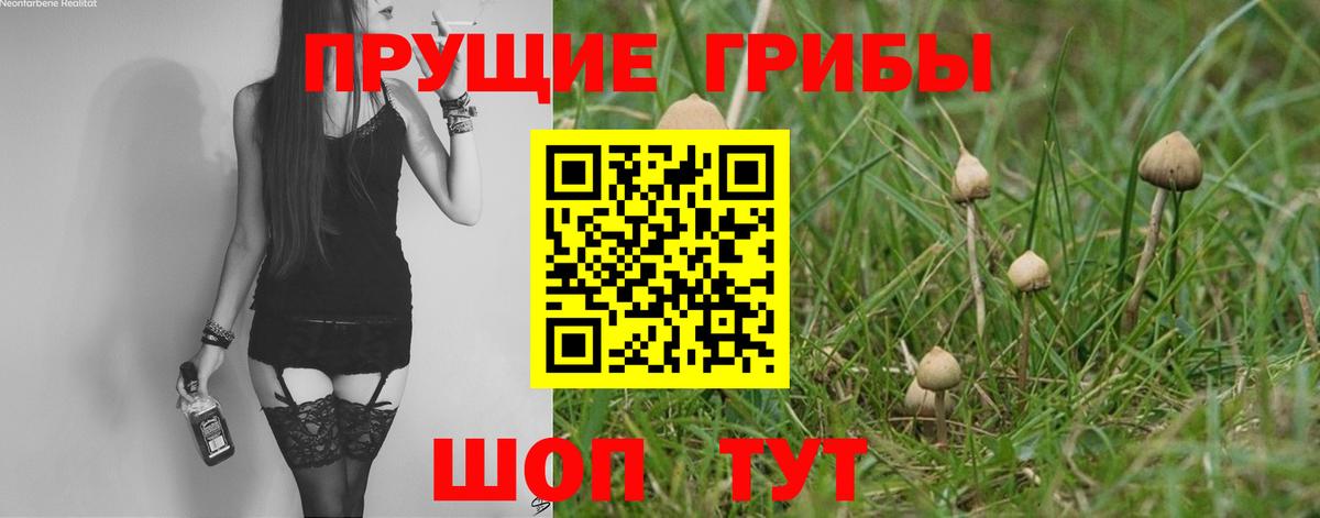 где можно купить   Вход с VPN  Ишимбай  Псилоцибиновые грибы Cubensis 